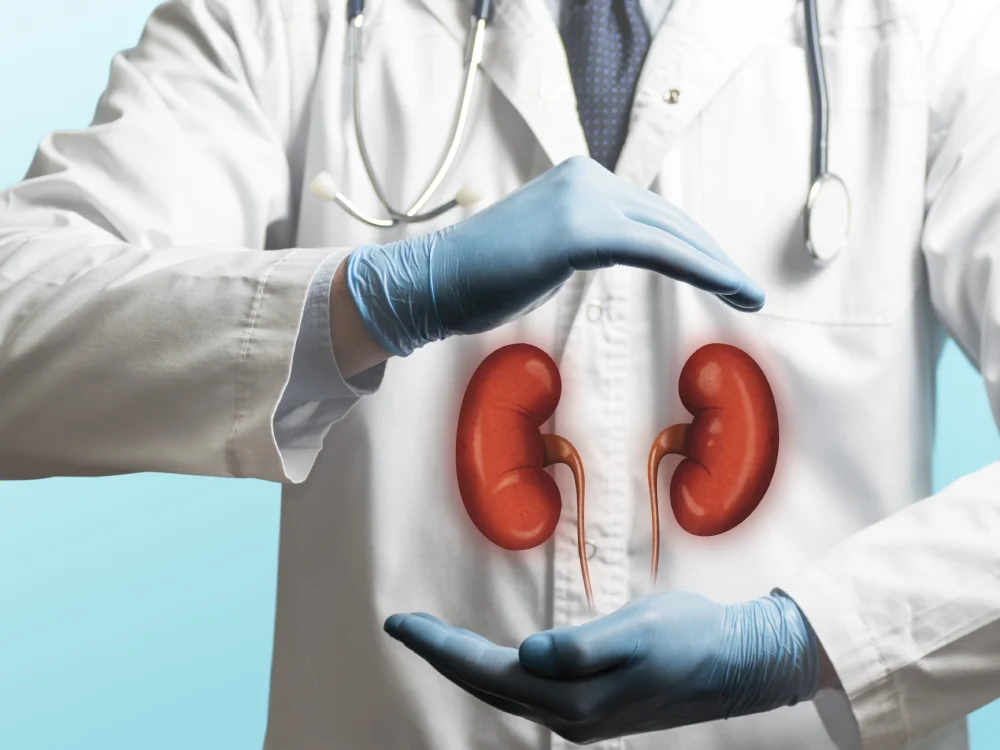Doctor holding graphic human kidneys illustration.