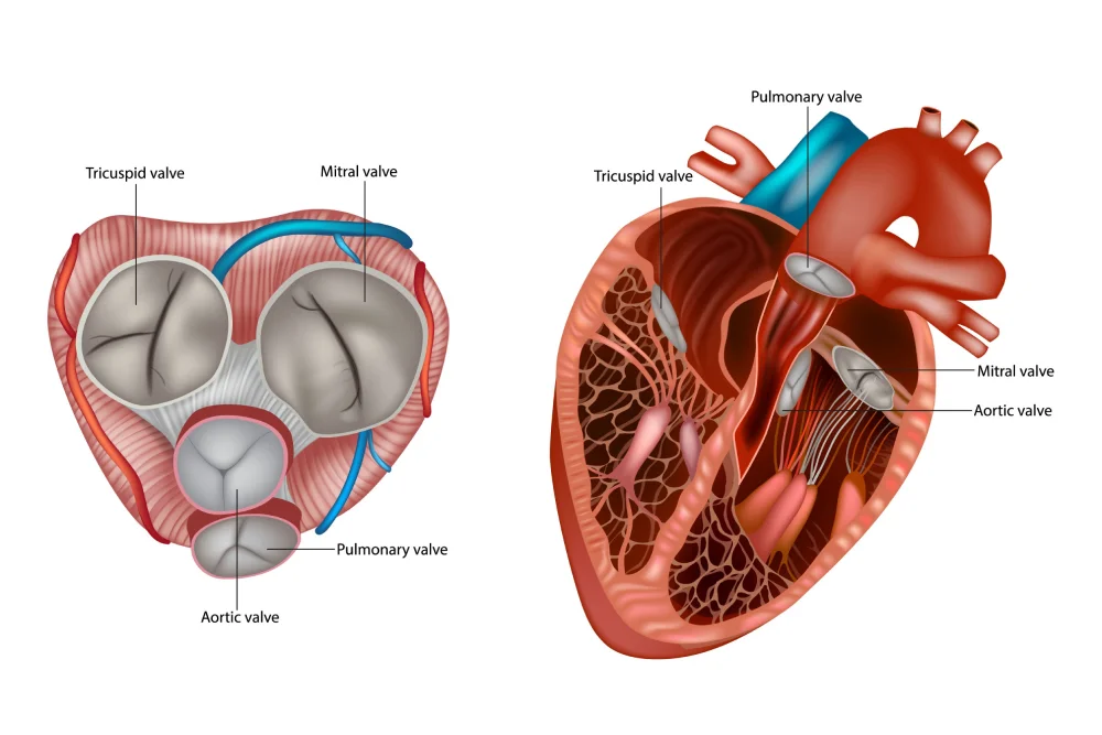 Human heart anatomy, valves illustrated, educational diagram
