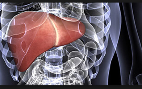 Human liver anatomy illustration in transparent body